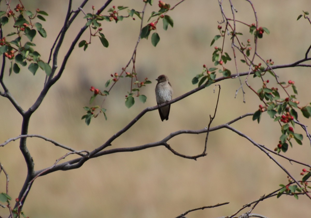Northern Rough-winged Swallow - ML620846352