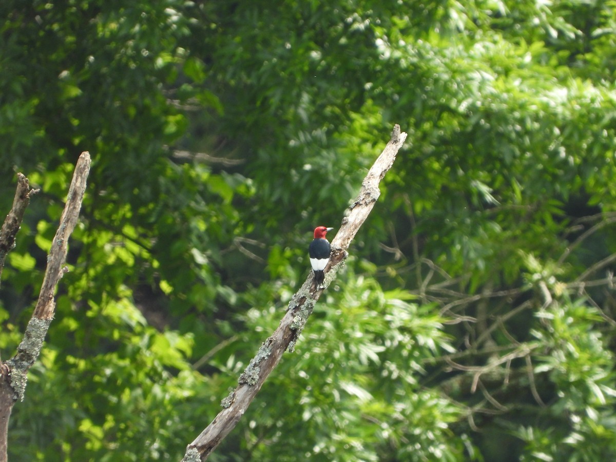 Red-headed Woodpecker - ML620846391