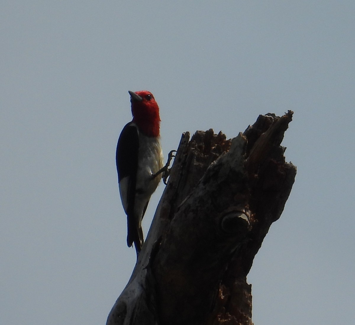 Red-headed Woodpecker - ML620846392