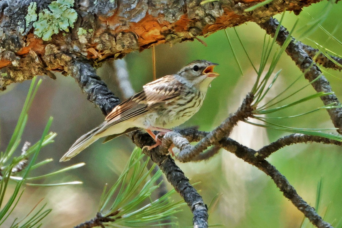 Chipping Sparrow - ML620846398
