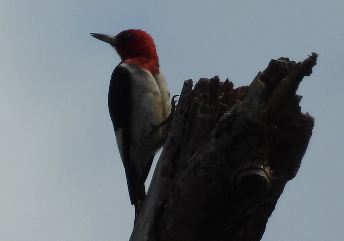 Red-headed Woodpecker - ML620846402