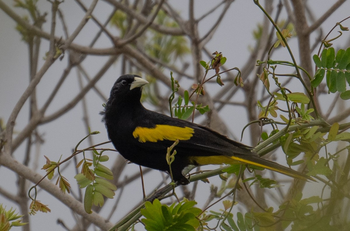 Yellow-winged Cacique - ML620846409