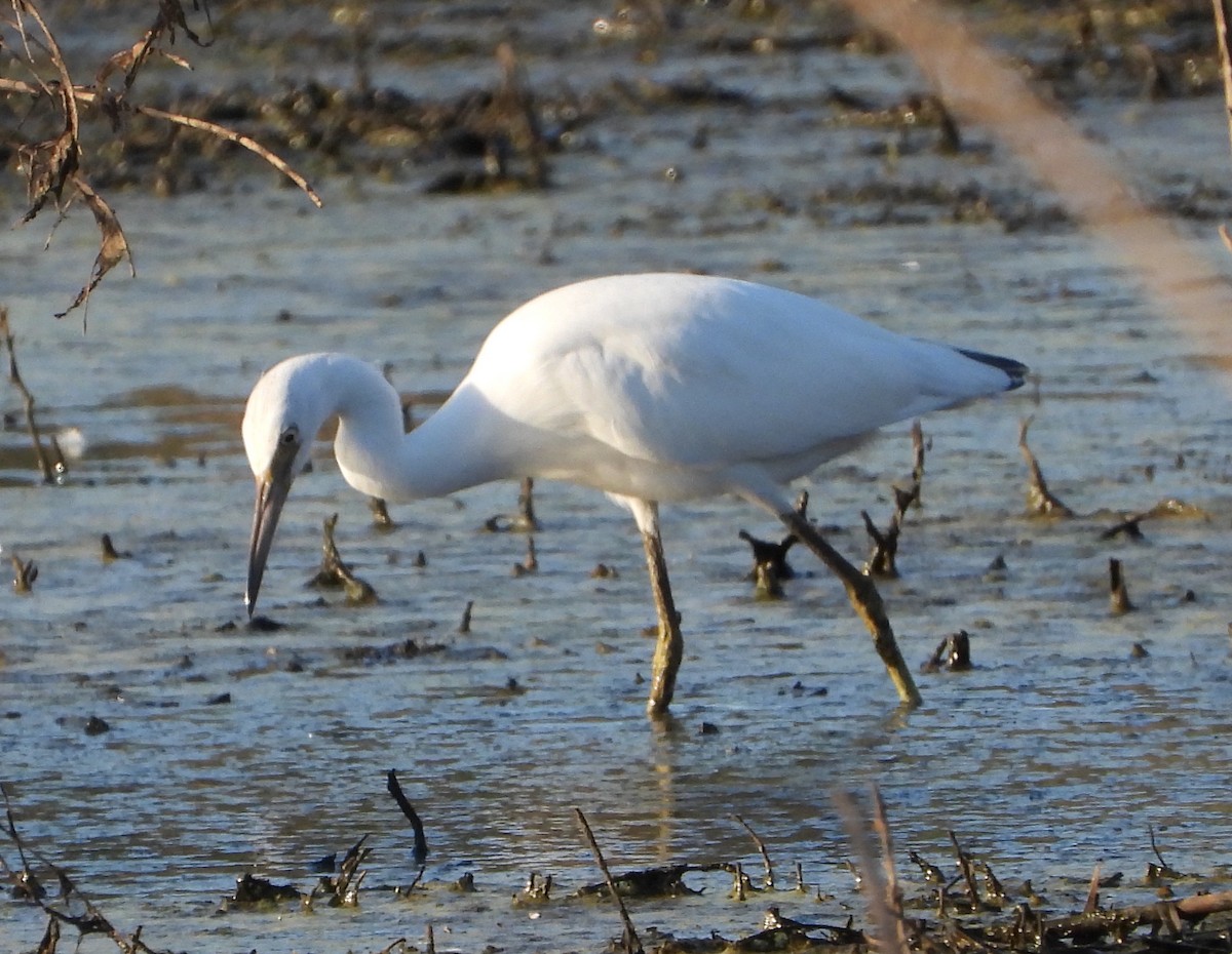 Little Blue Heron - ML620846425