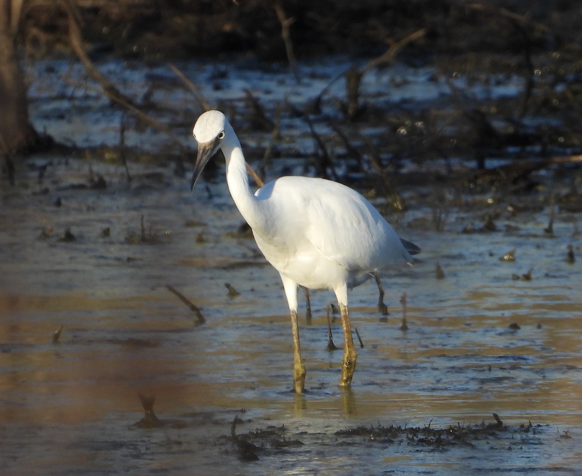 Little Blue Heron - ML620846427