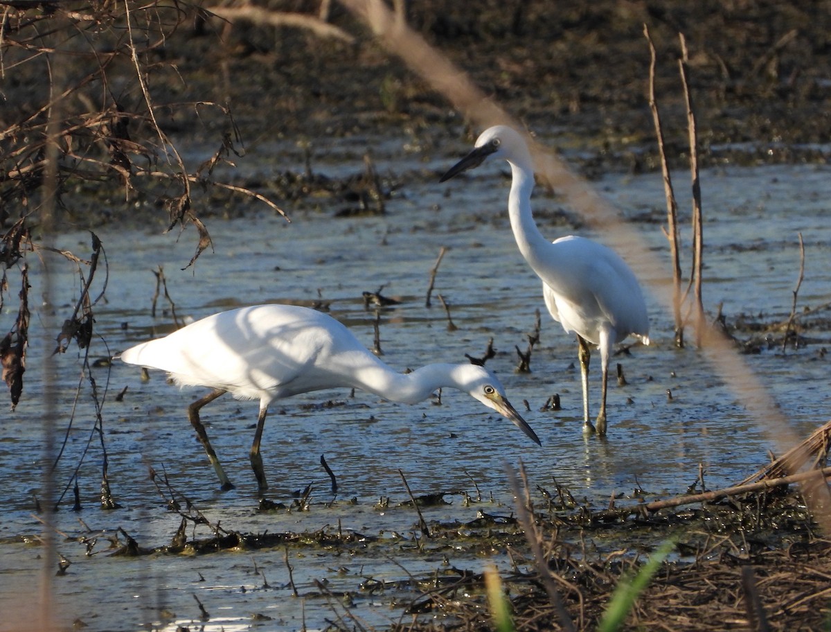 Little Blue Heron - ML620846428