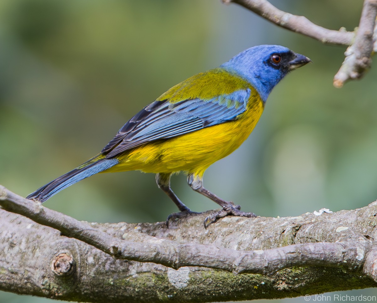 Blue-and-yellow Tanager - ML620846451