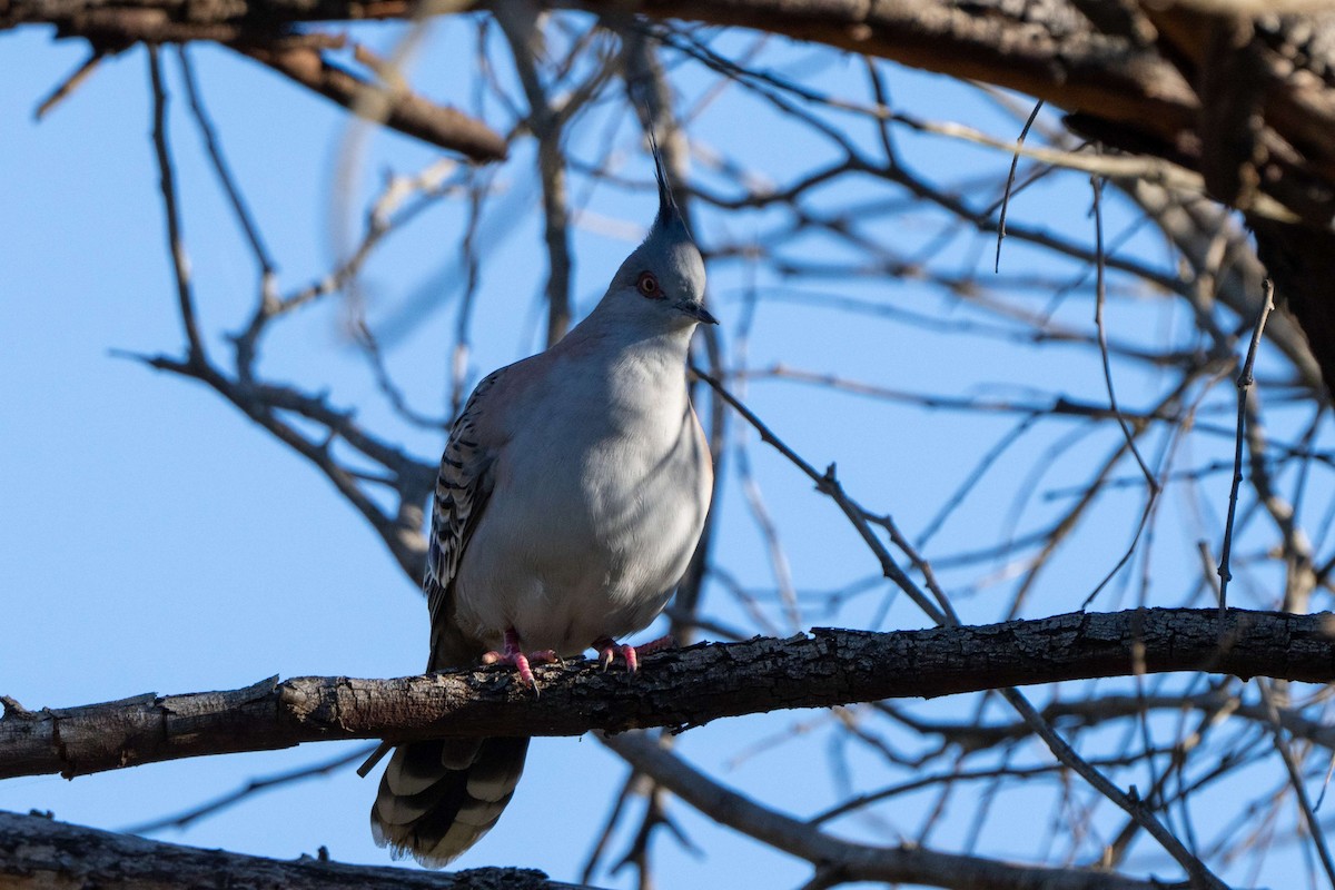 Crested Pigeon - ML620846453