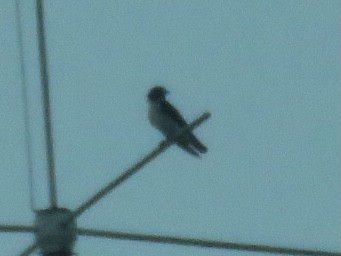White-breasted Woodswallow - ML620846455