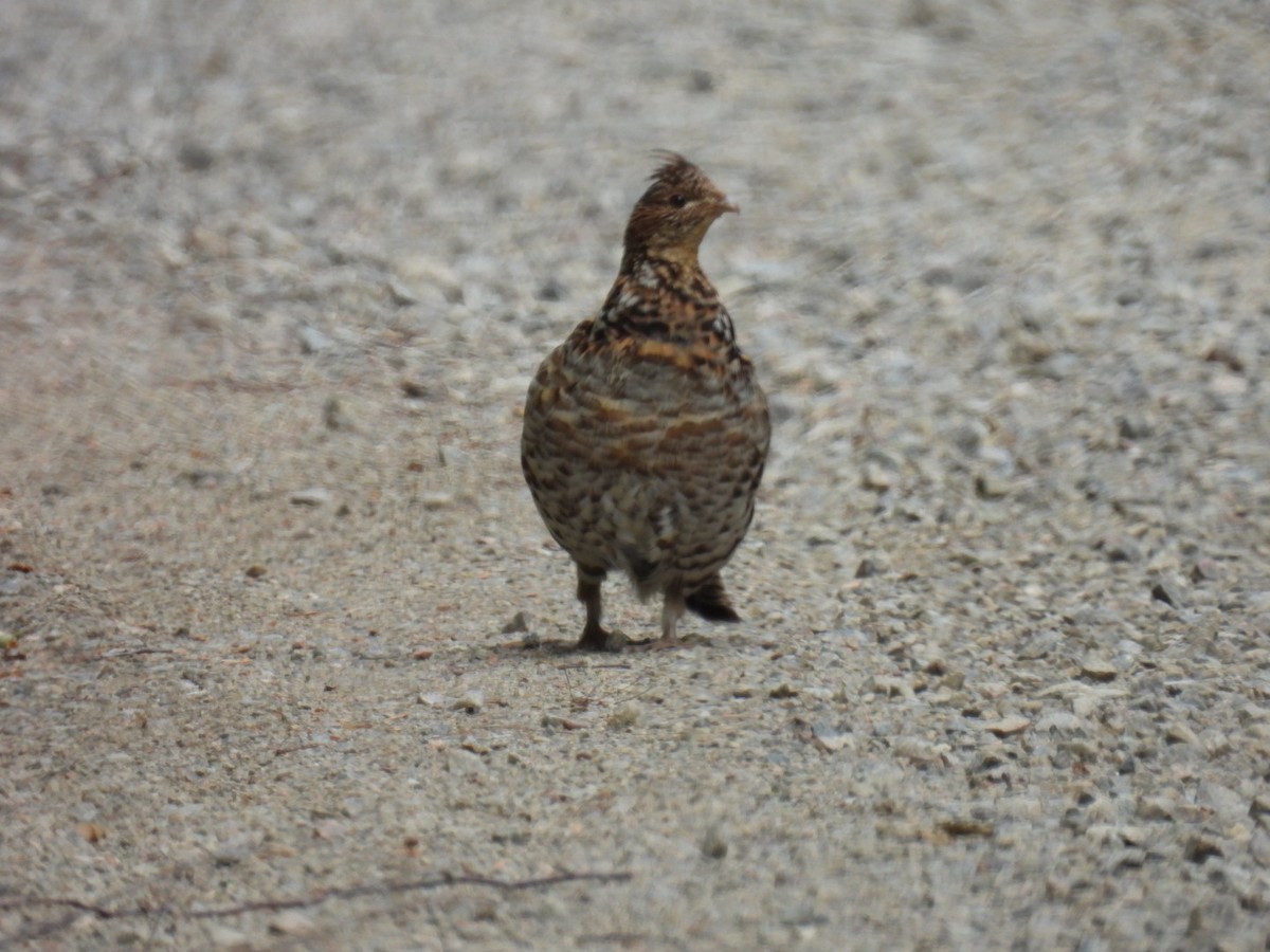 Ruffed Grouse - ML620846519