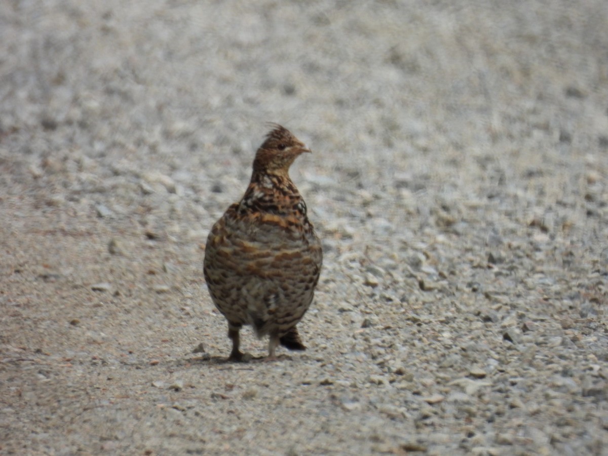 Ruffed Grouse - ML620846520