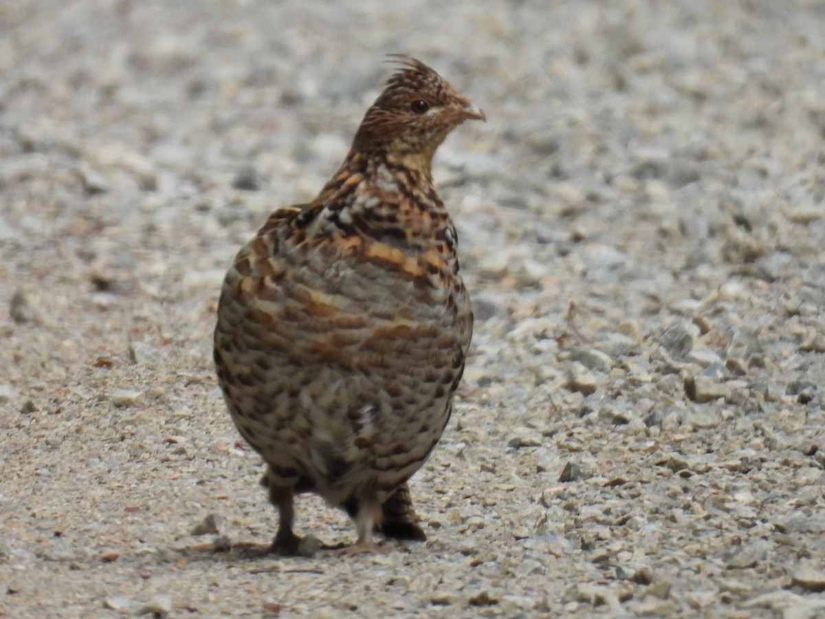 Ruffed Grouse - ML620846523