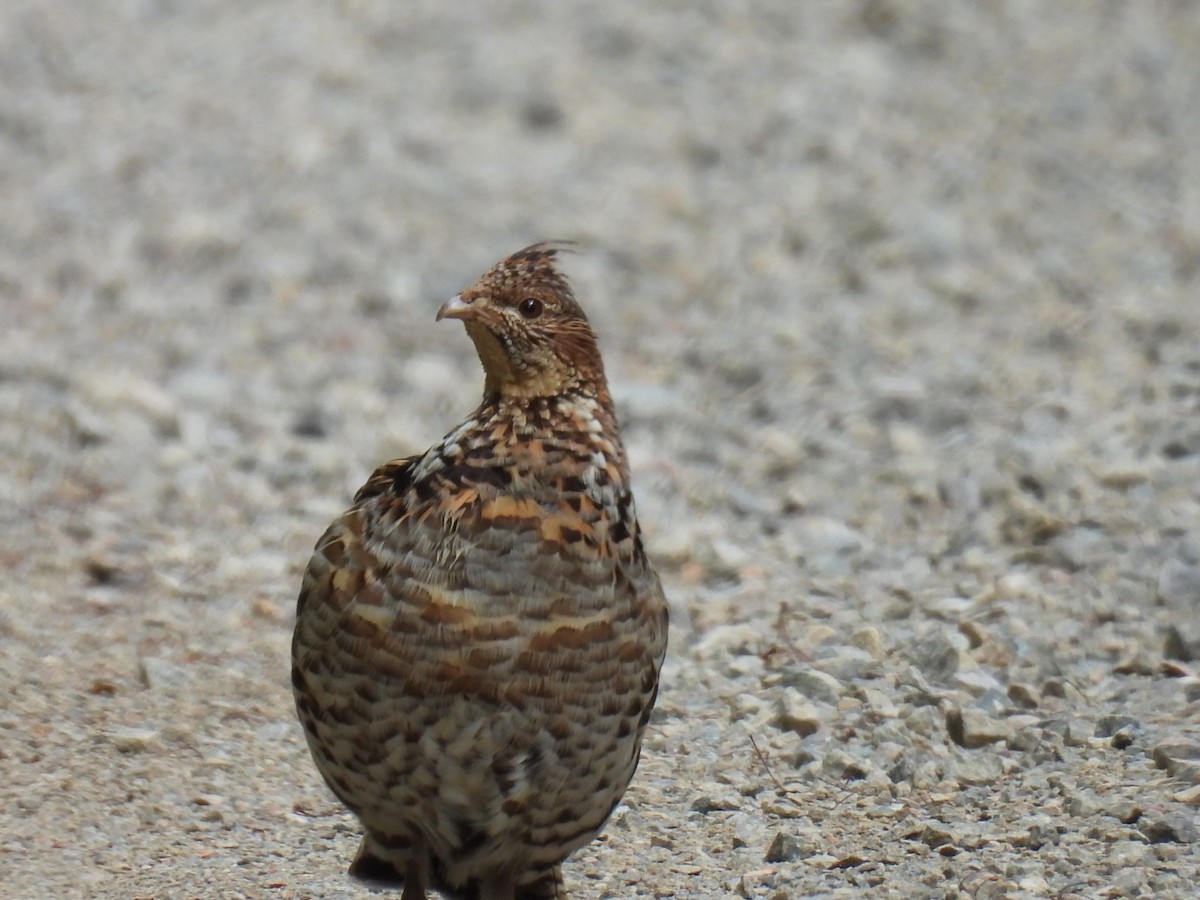 Ruffed Grouse - ML620846524