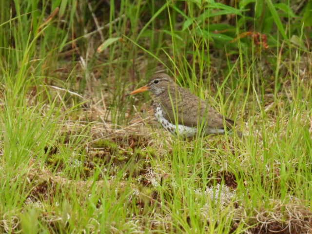 Spotted Sandpiper - ML620846539