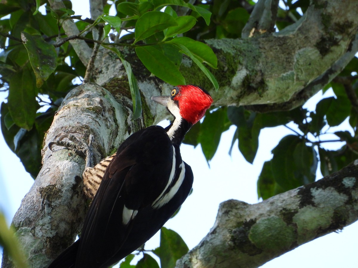 Crimson-crested Woodpecker - ML620846559