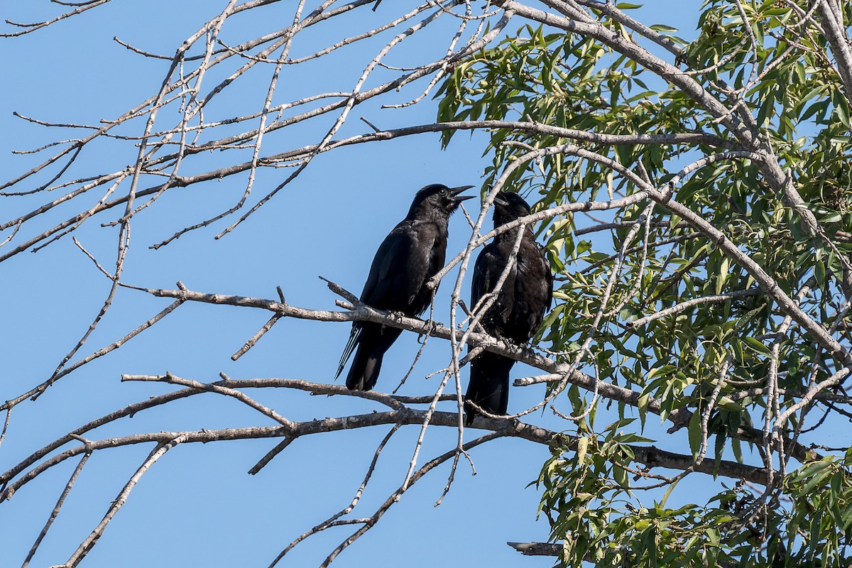 American Crow - ML620846589