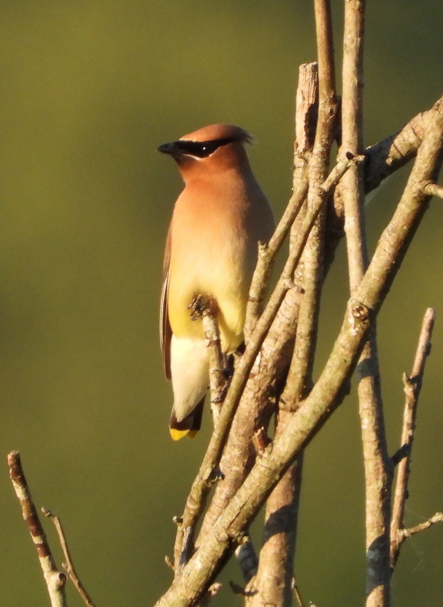 Cedar Waxwing - ML620846604