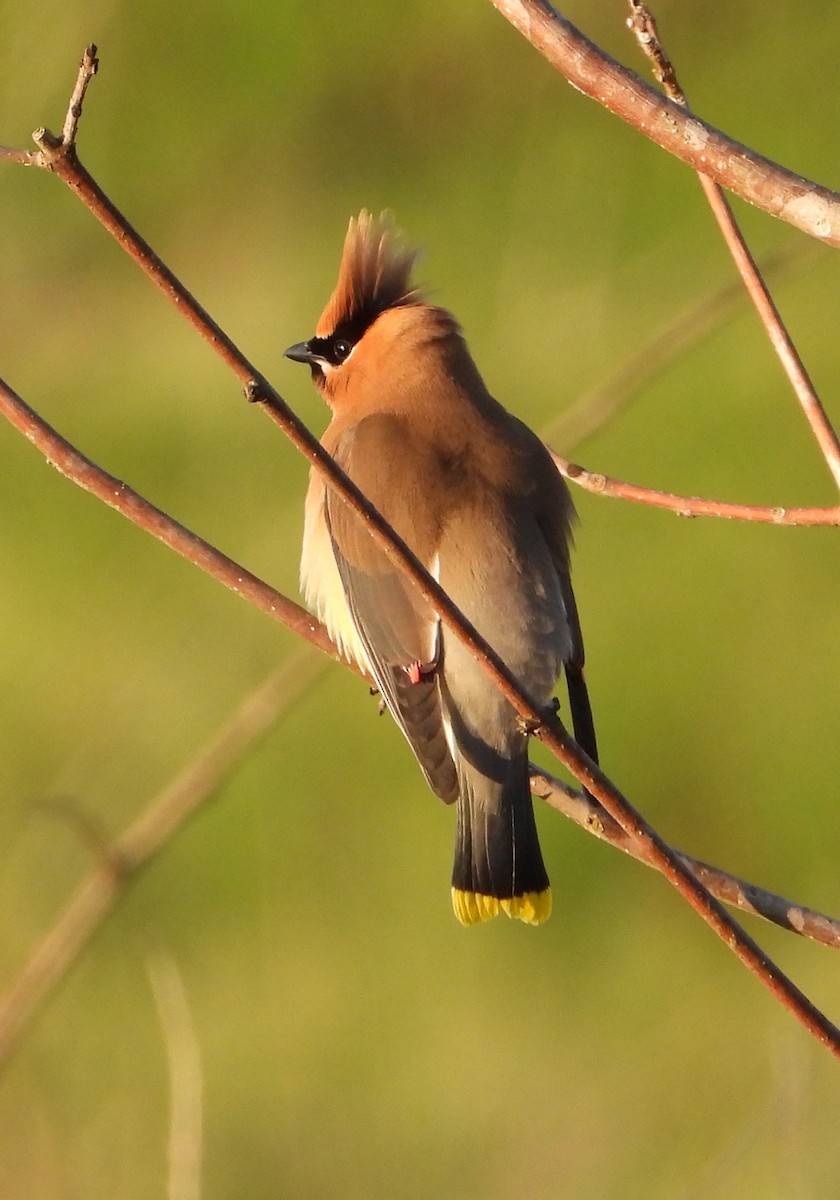 Cedar Waxwing - ML620846605