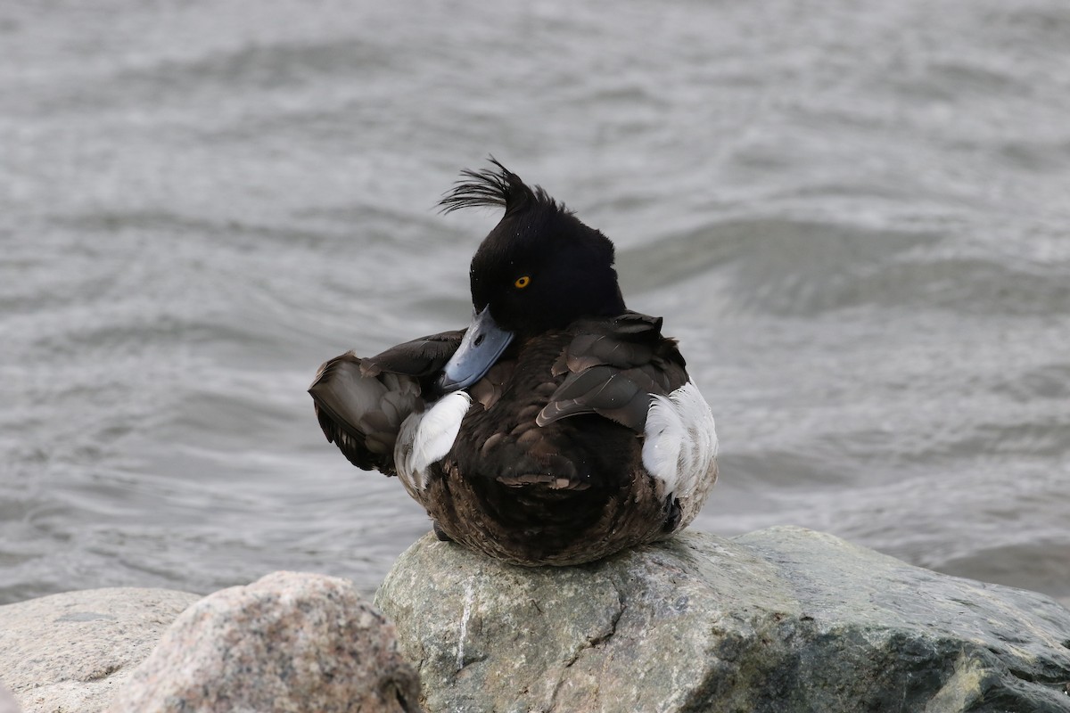 Tufted Duck - ML620846610