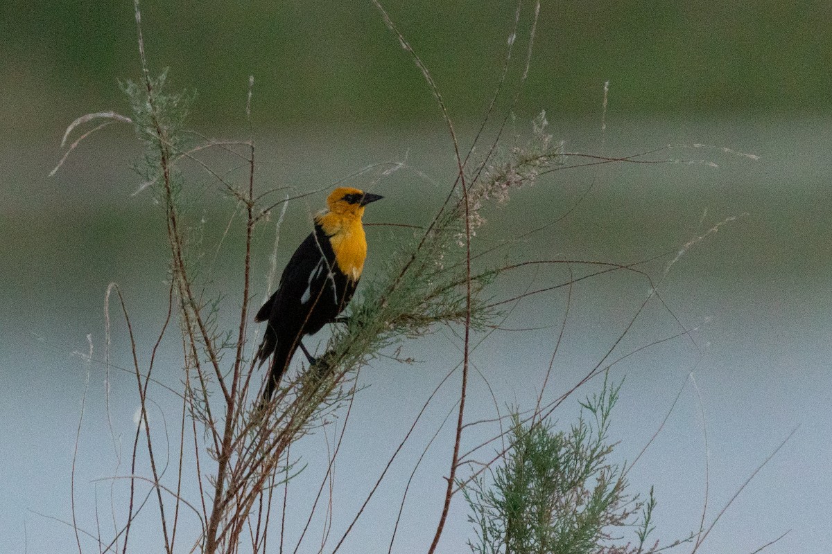 Yellow-headed Blackbird - ML620846614
