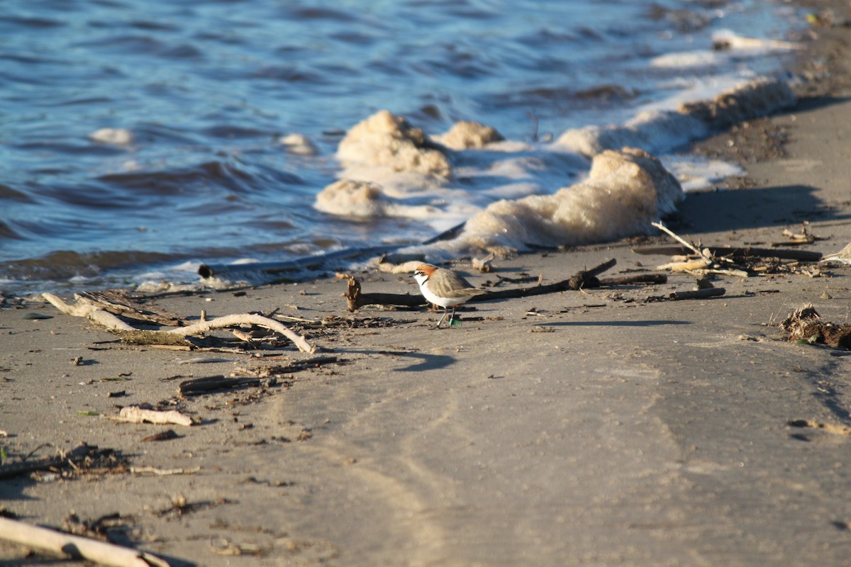 Red-capped Plover - ML620846651