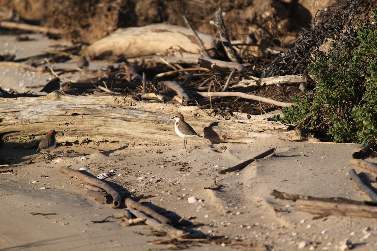 Red-capped Plover - ML620846654