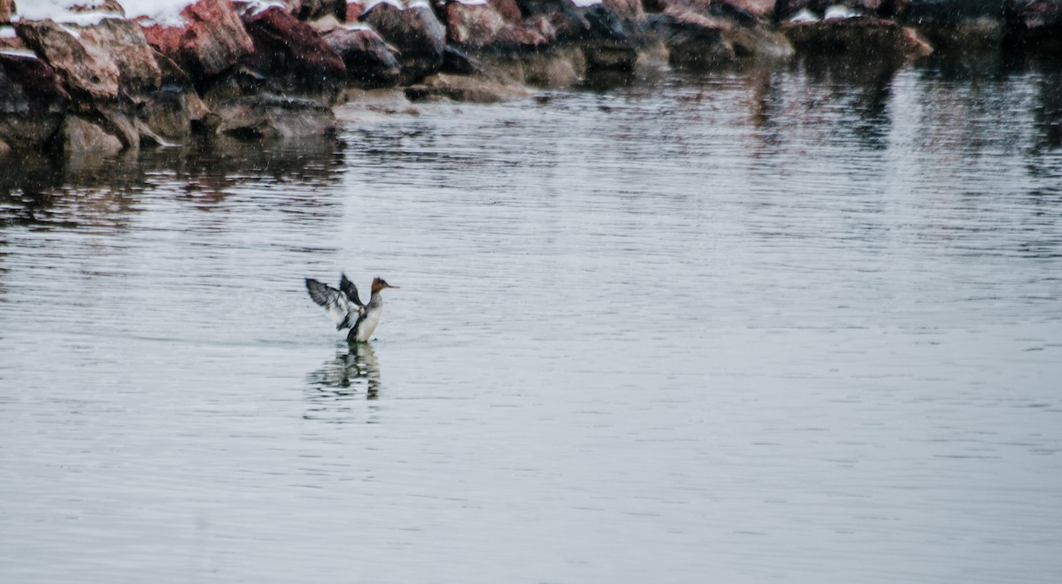 Red-breasted Merganser - ML620846655