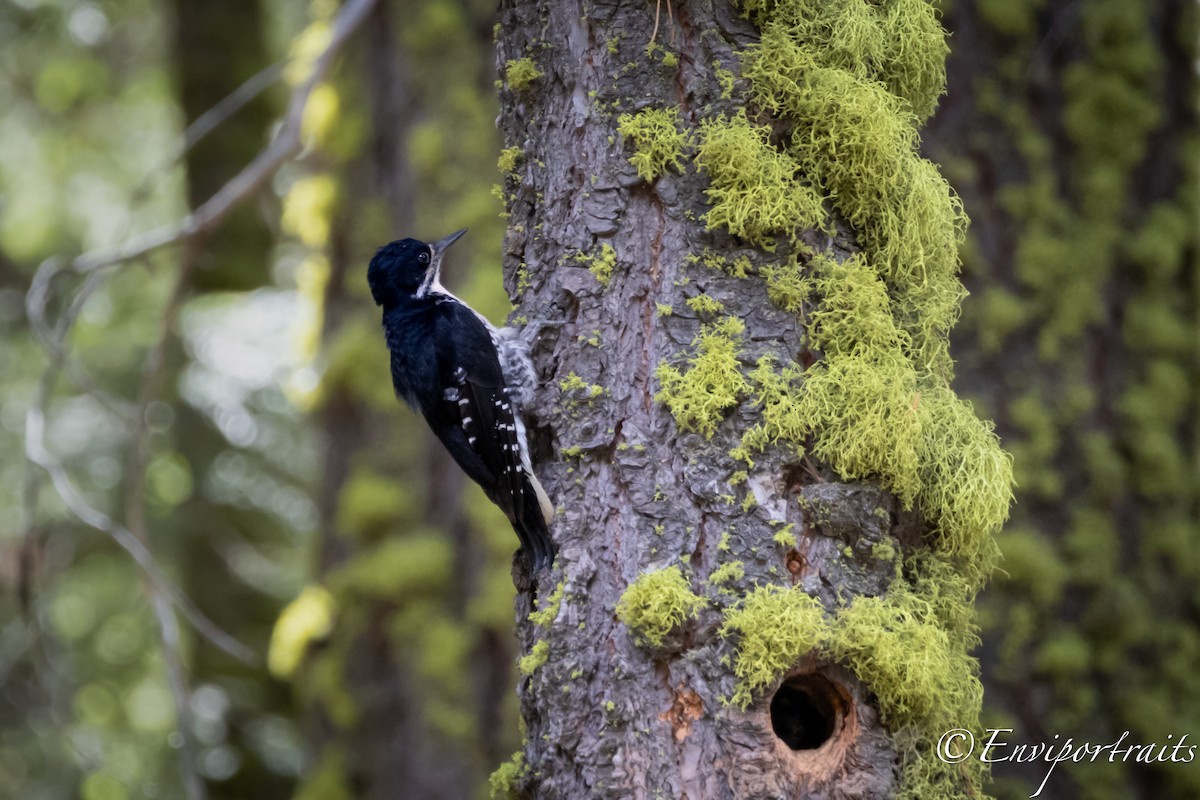 Black-backed Woodpecker - ML620846656