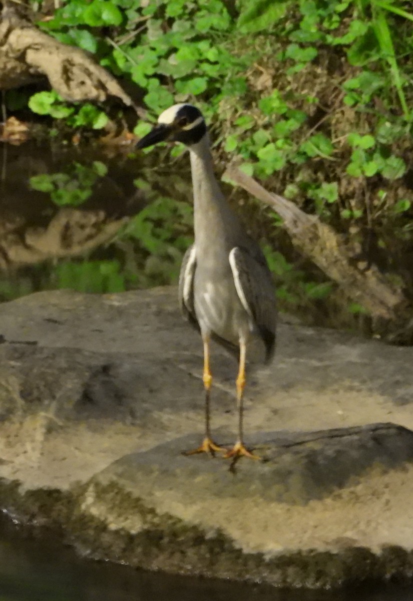 Yellow-crowned Night Heron - ML620846657