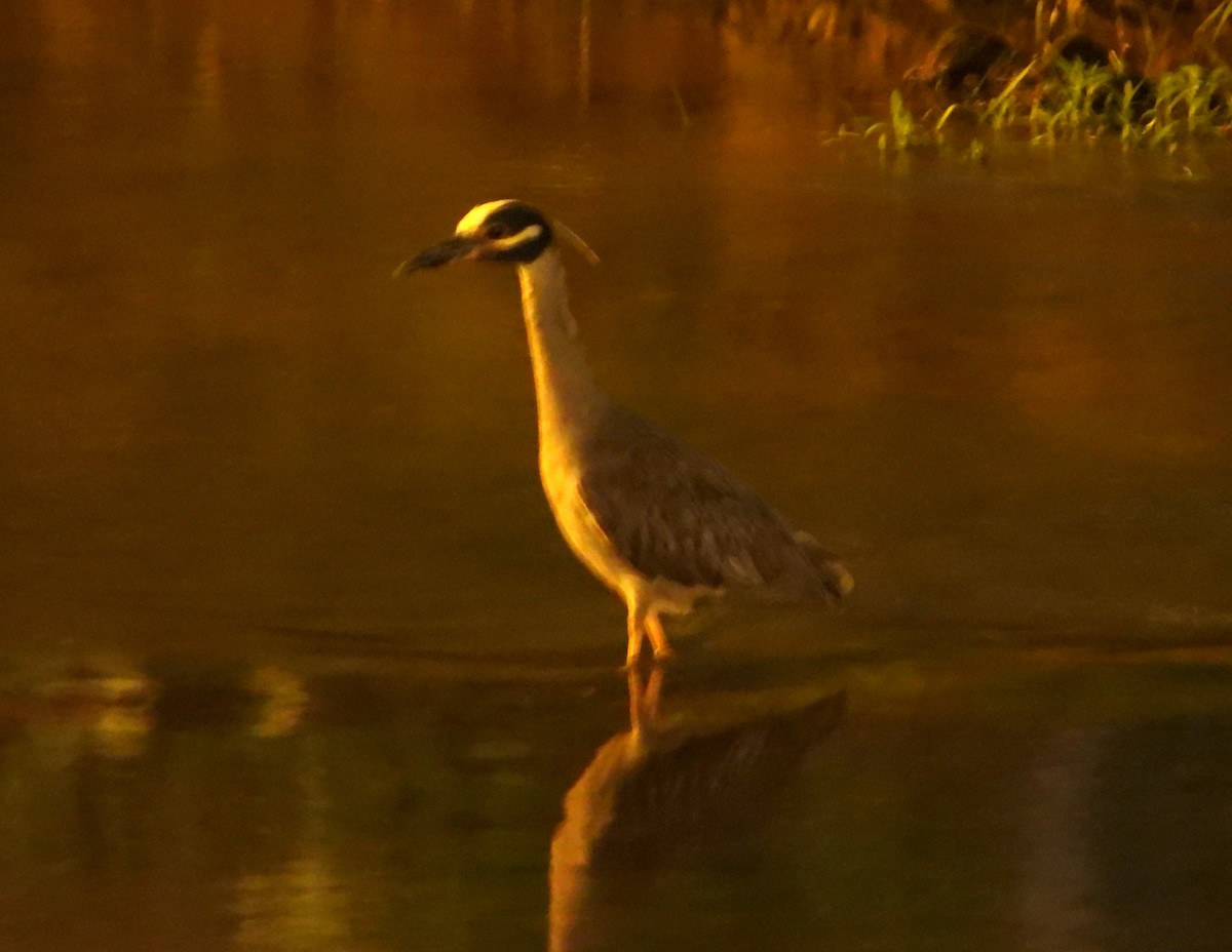 Yellow-crowned Night Heron - ML620846658