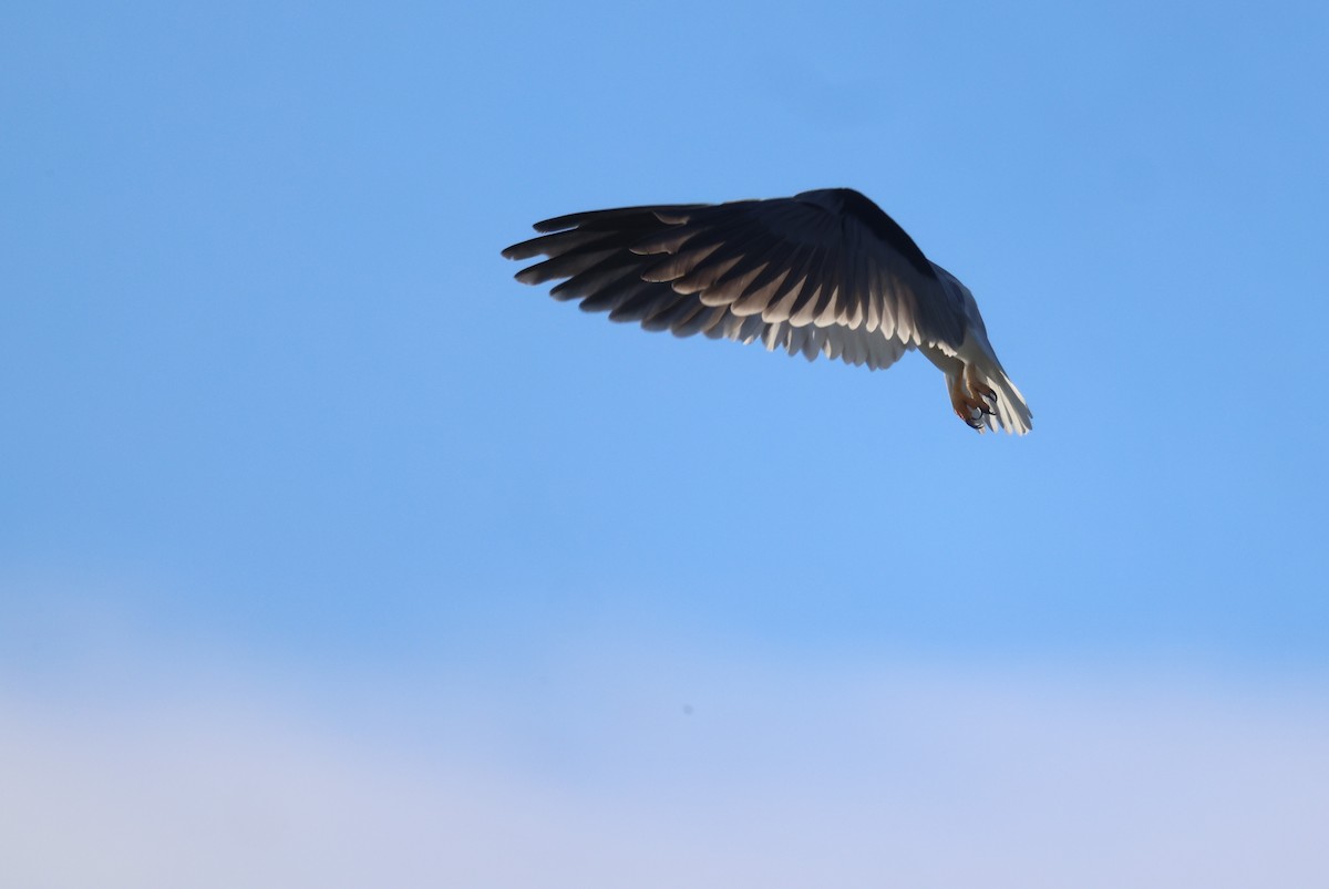 Black-shouldered Kite - ML620846701