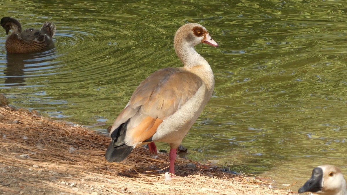 Egyptian Goose - ML620846713