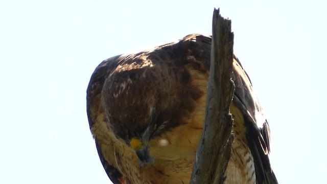 Red-tailed Hawk - ML620846738