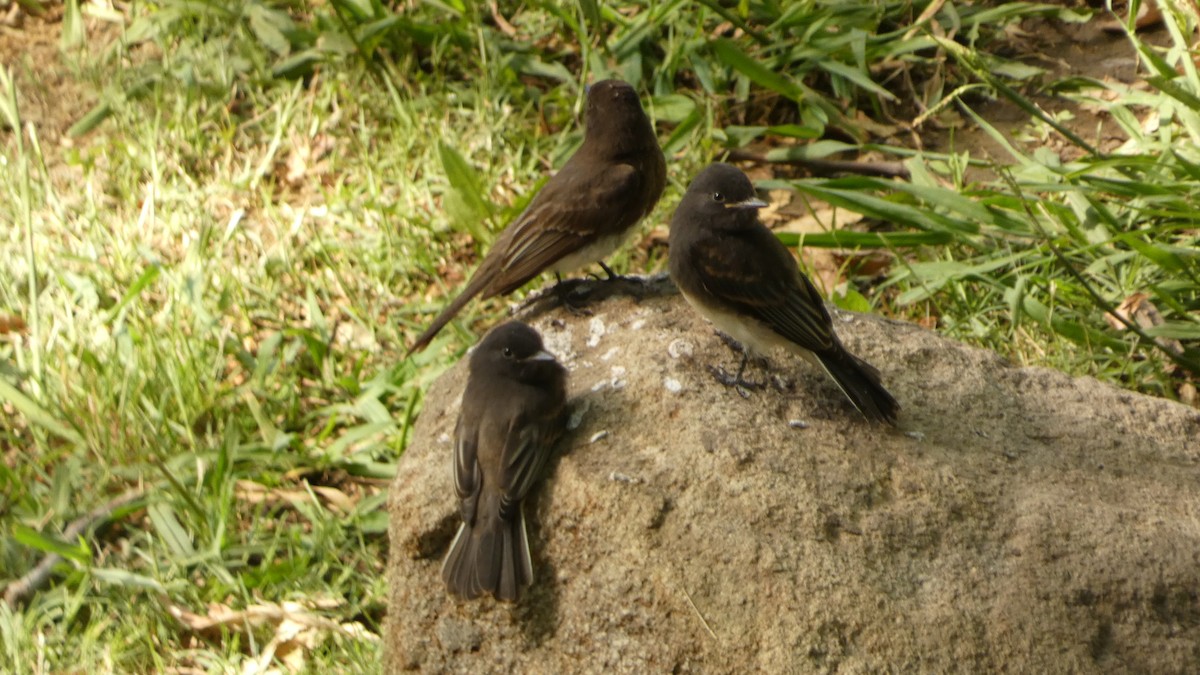 Black Phoebe - ML620846749