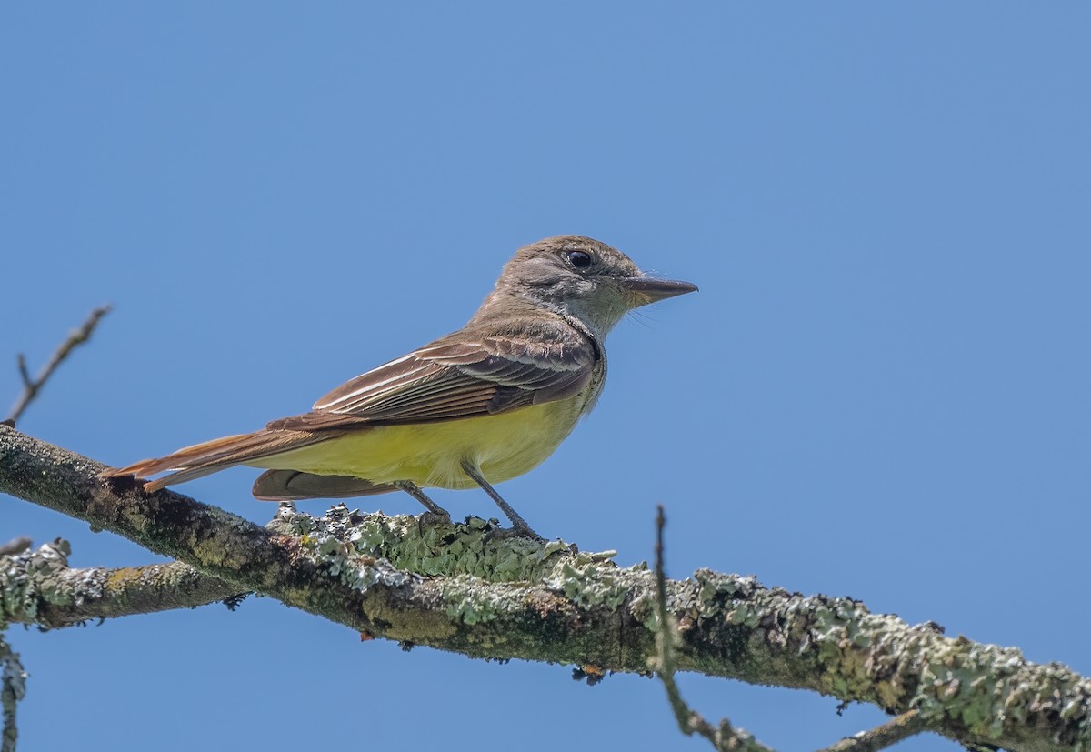 Great Crested Flycatcher - ML620846762