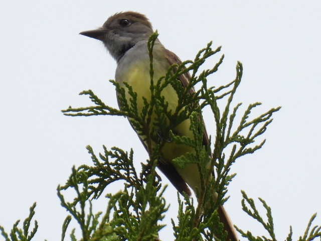 Great Crested Flycatcher - ML620846765
