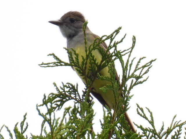 Great Crested Flycatcher - ML620846767