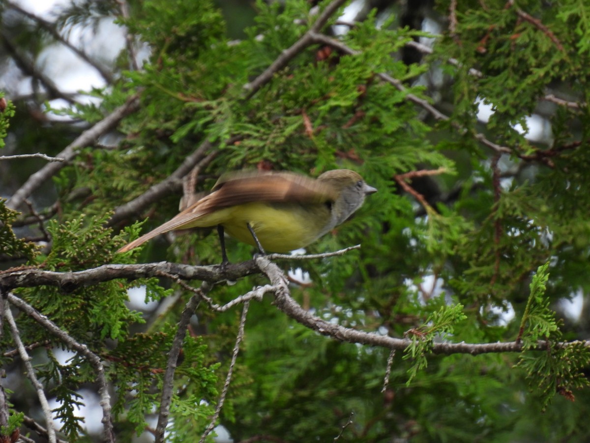 Great Crested Flycatcher - ML620846769