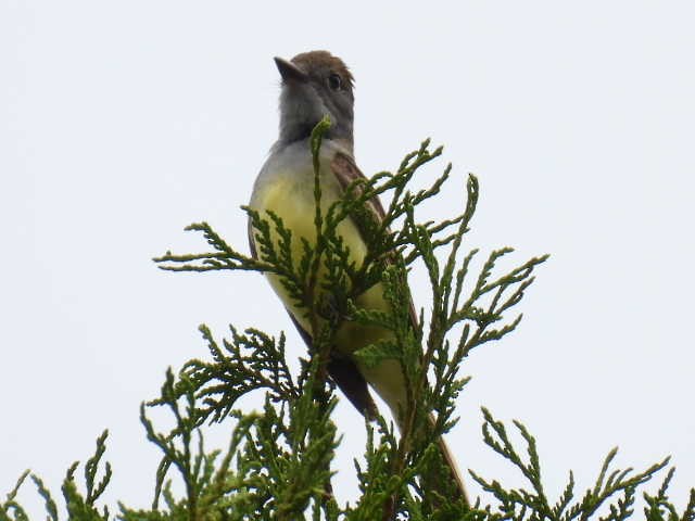 Great Crested Flycatcher - ML620846770