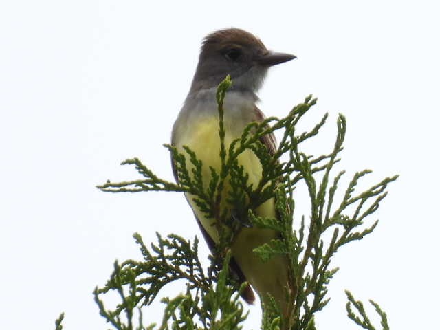 Great Crested Flycatcher - ML620846771