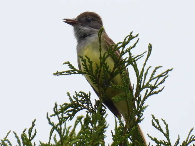 Great Crested Flycatcher - ML620846774