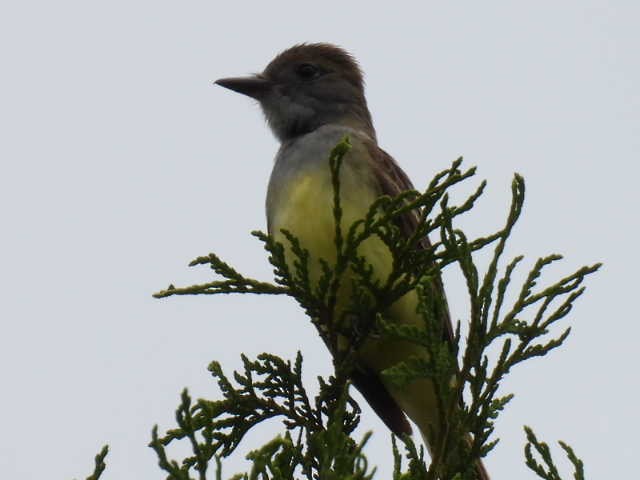 Great Crested Flycatcher - ML620846775