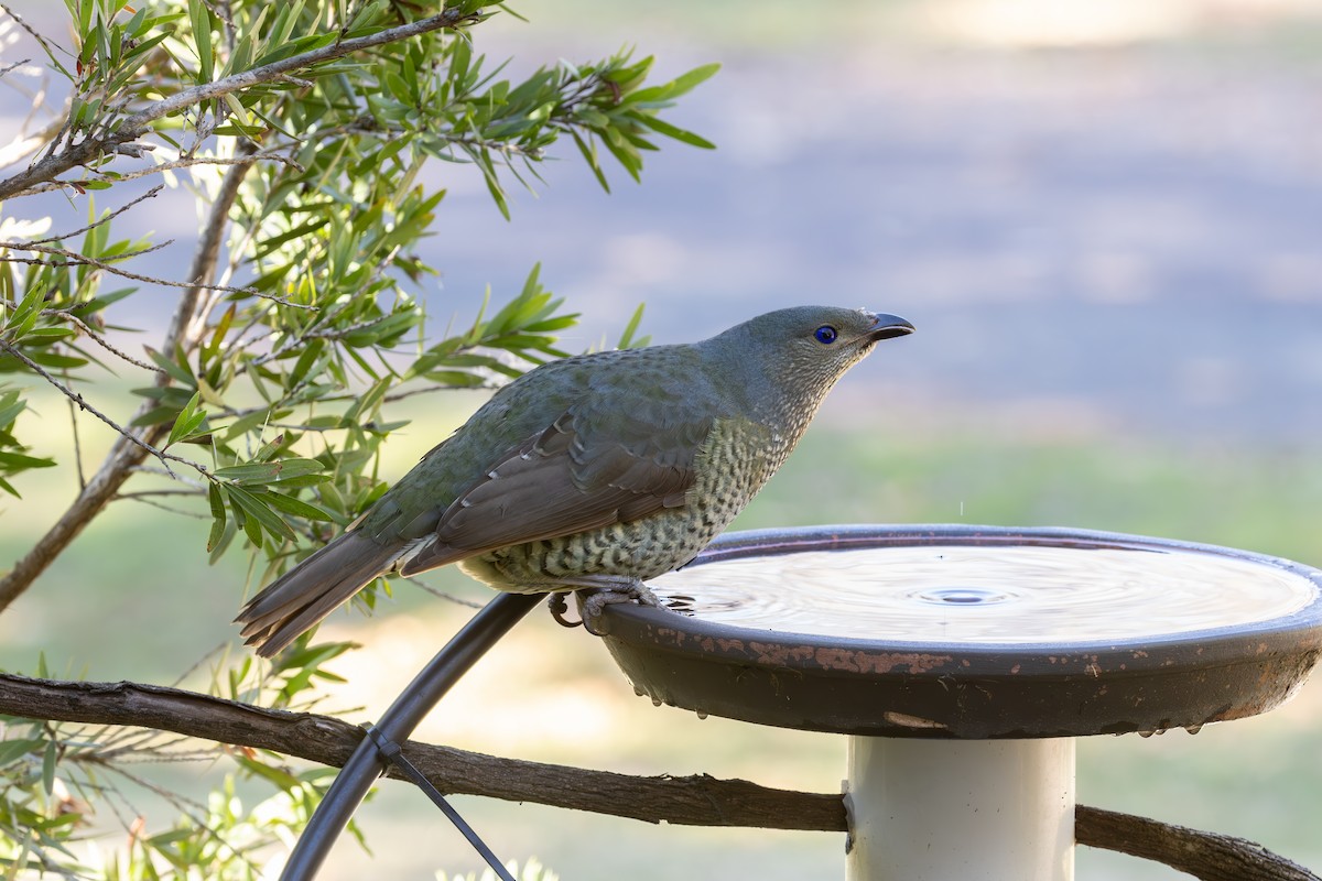 Satin Bowerbird - ML620846777