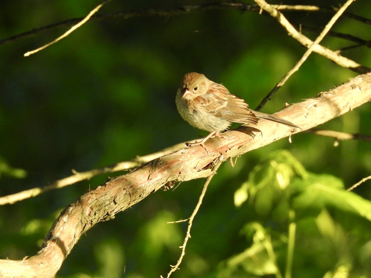Field Sparrow - ML620846801
