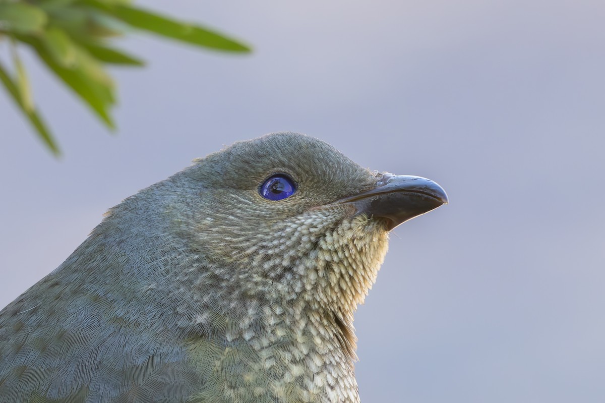 Satin Bowerbird - ML620846823