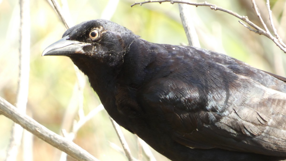 Great-tailed Grackle - ML620846824