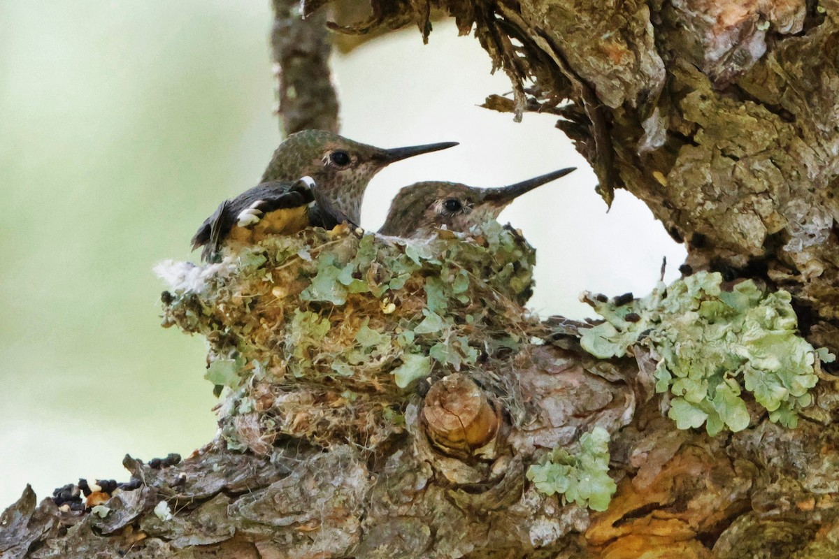 Broad-tailed Hummingbird - ML620846844