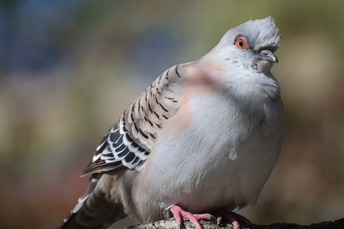 Crested Pigeon - ML620846847
