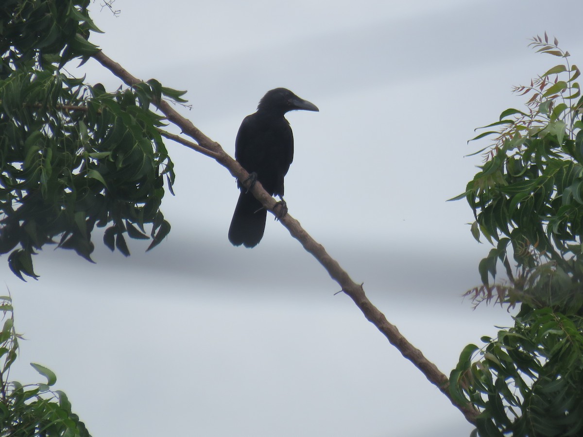 Large-billed Crow (Large-billed) - ML620846889