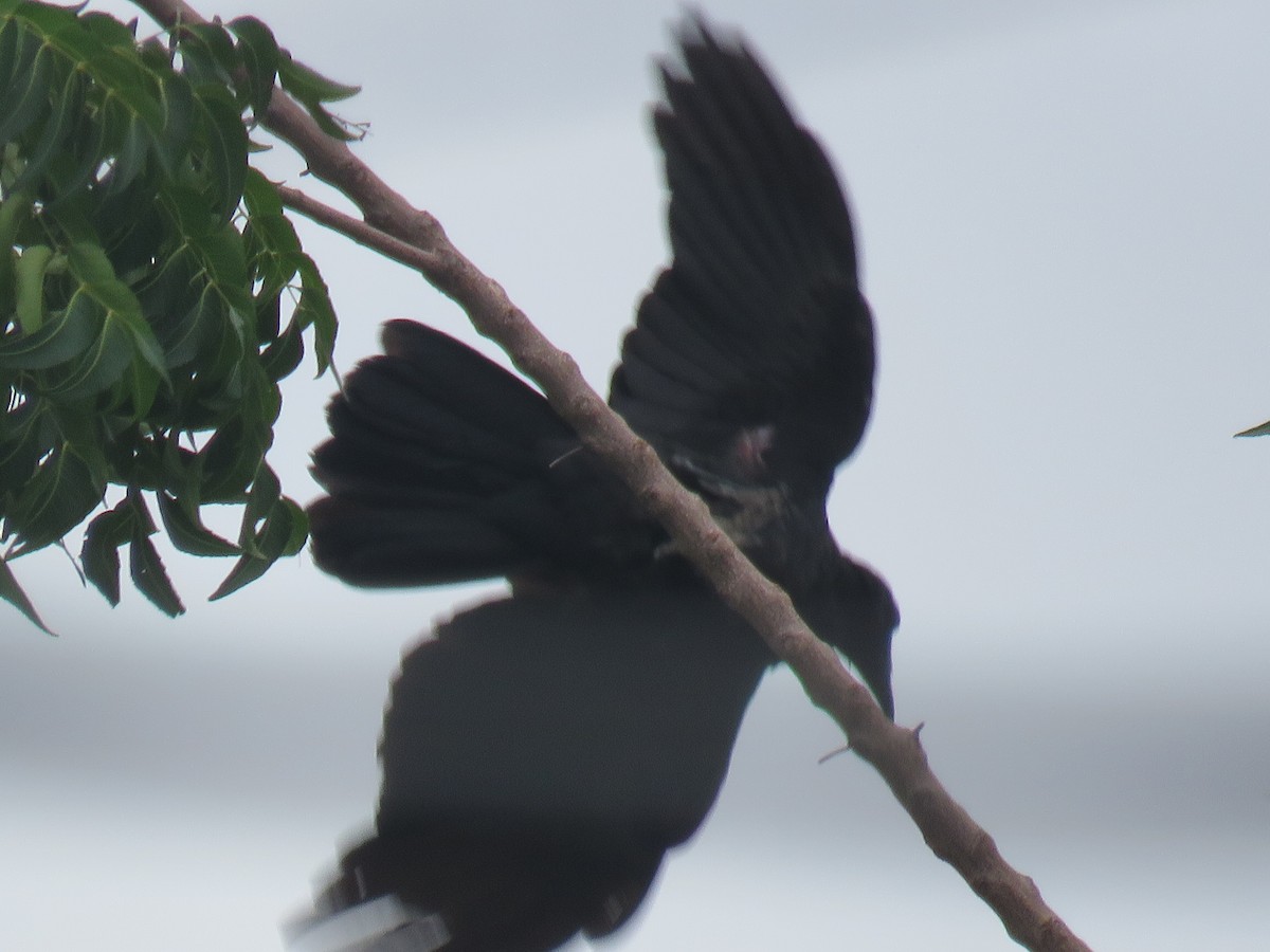 Large-billed Crow (Large-billed) - ML620846890