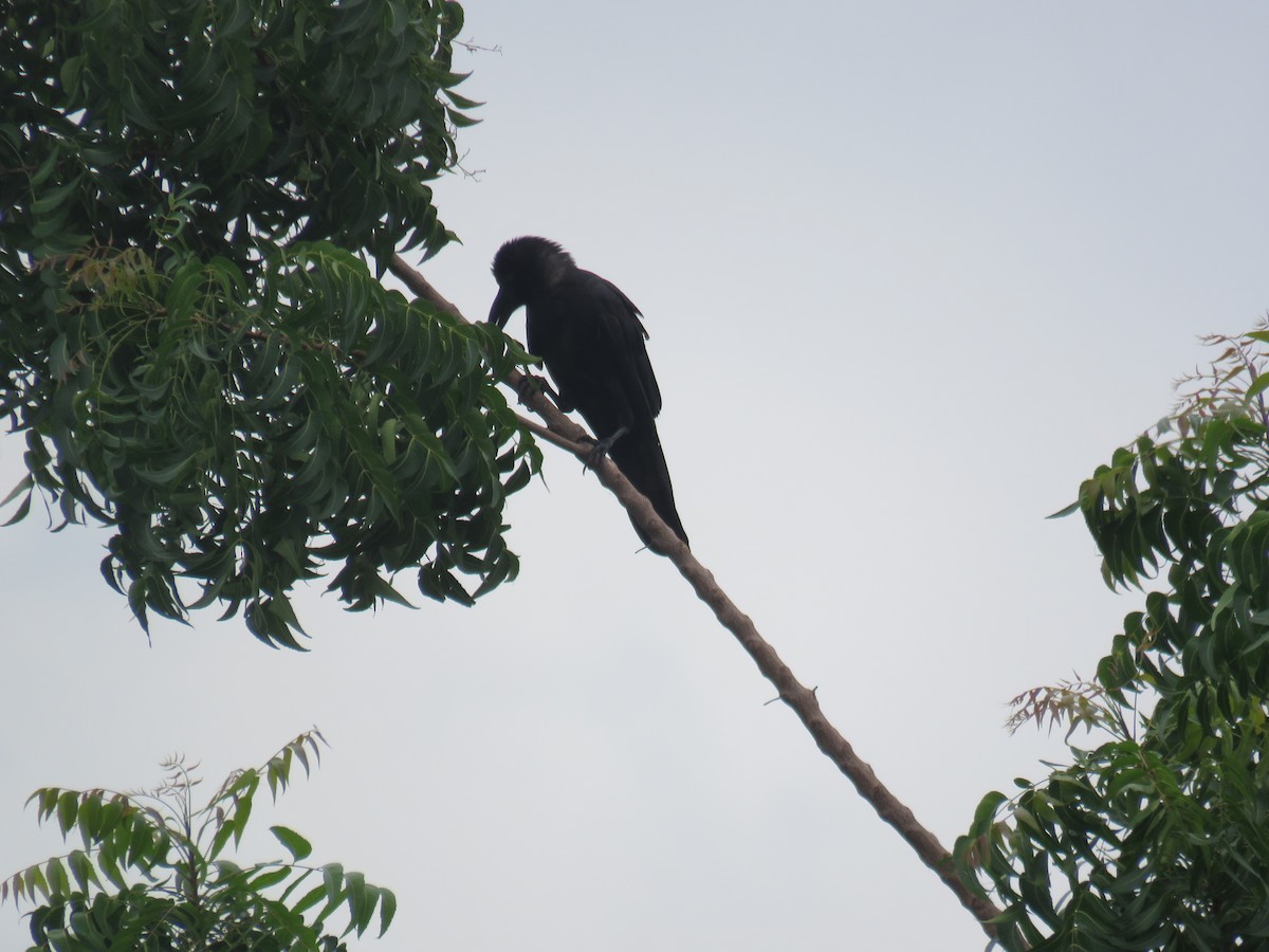 Large-billed Crow (Large-billed) - ML620846891
